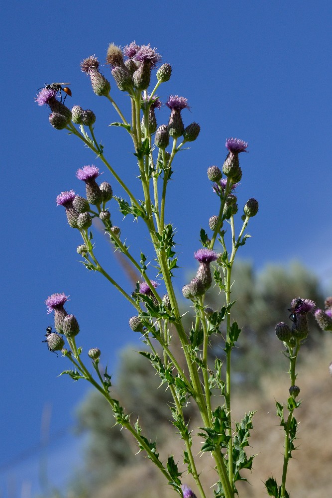 Canada thistle