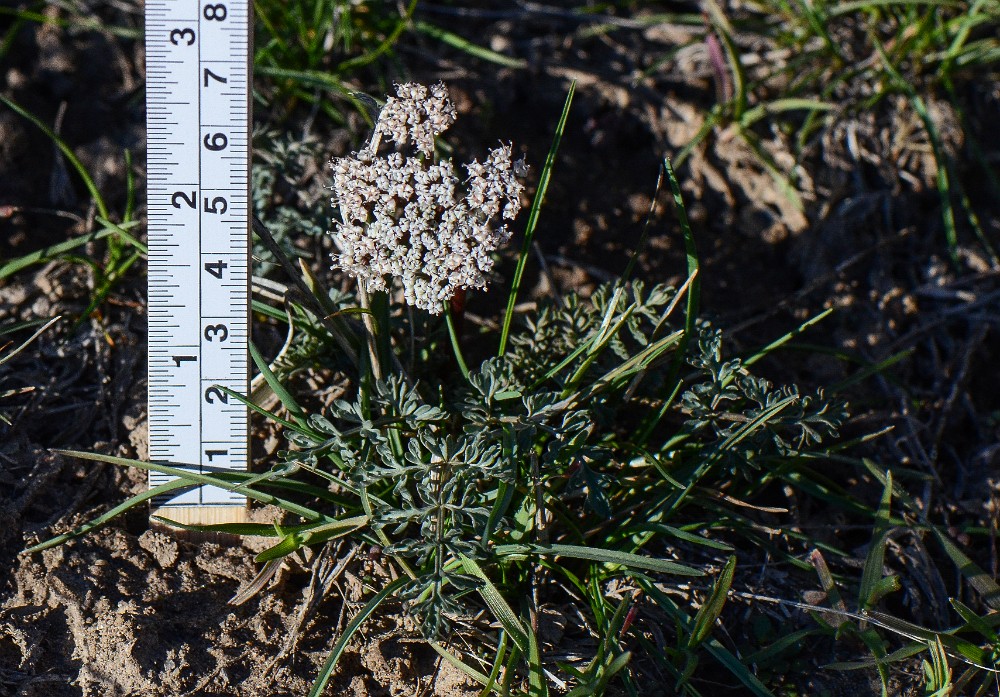 Canby's desert-parsley (4)