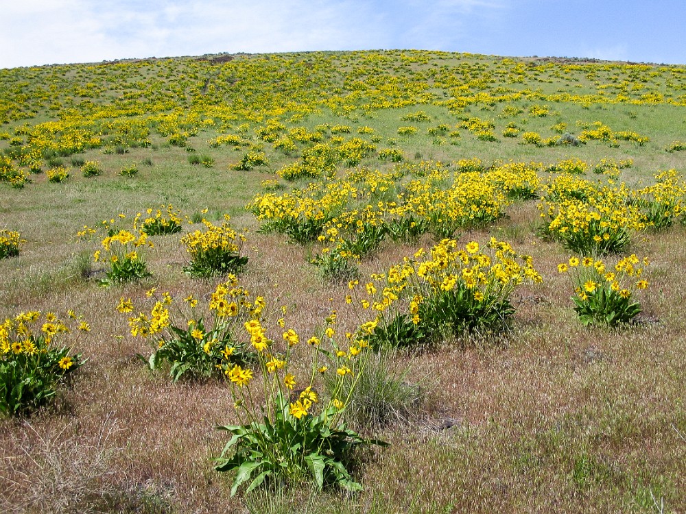 Carey's balsamroot (3)