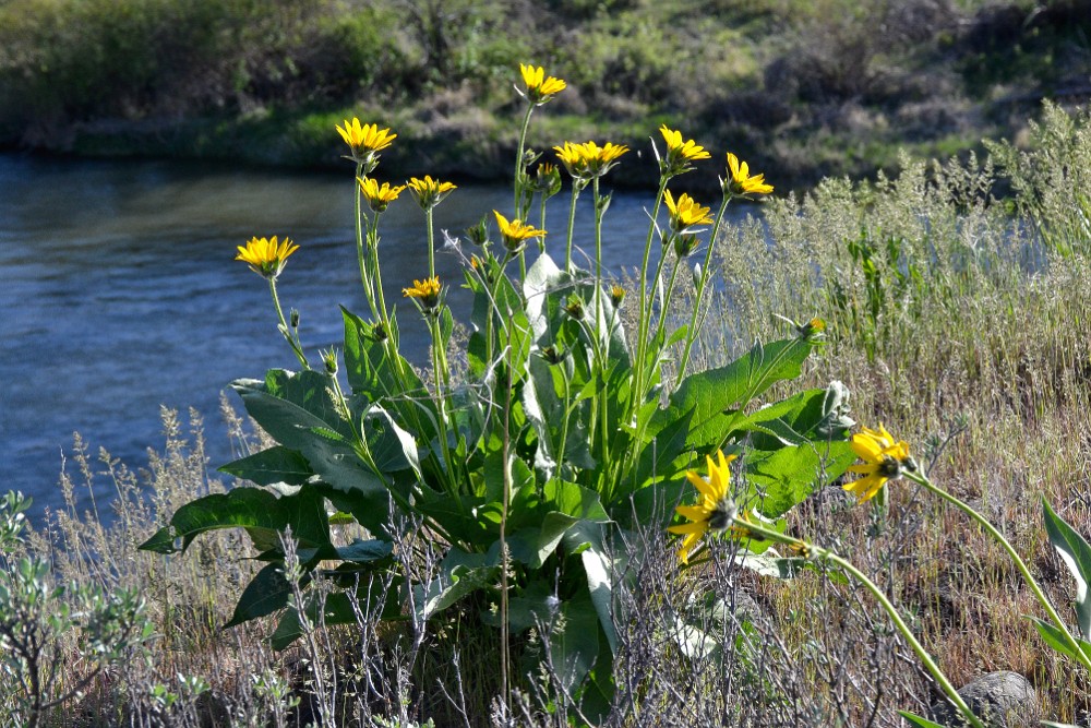 Carey's balsamroot (4)