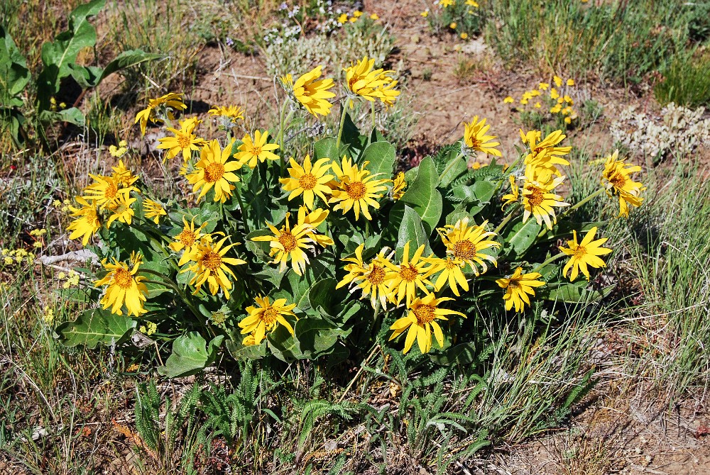 Carey's balsamroot (8)