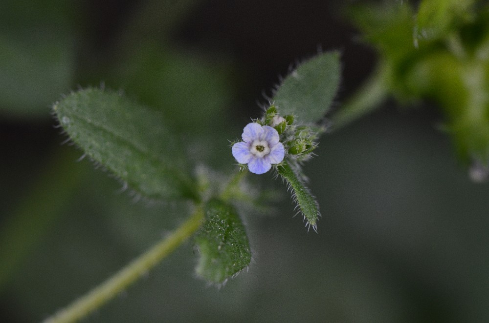 Catchweed, madwort - Asperugo procumbens (introduced) (2)