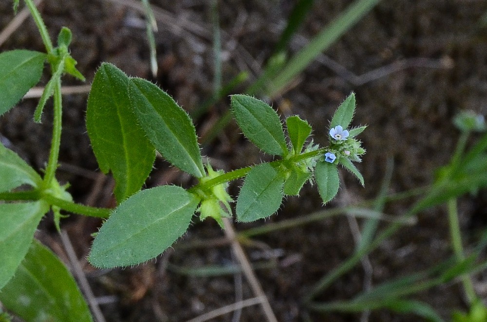 Catchweed, madwort - Asperugo procumbens (introduced)