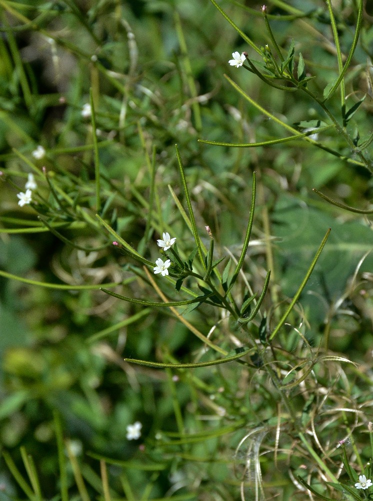 Ciliate willowherb - Epilobium glandulosum