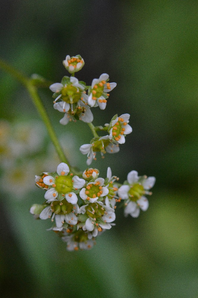 Clayton's saxifrage - Micranthes fragosa