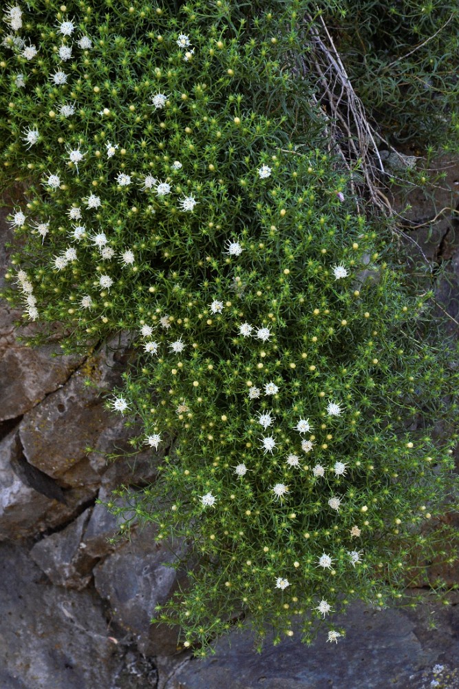 Columbian goldenbush