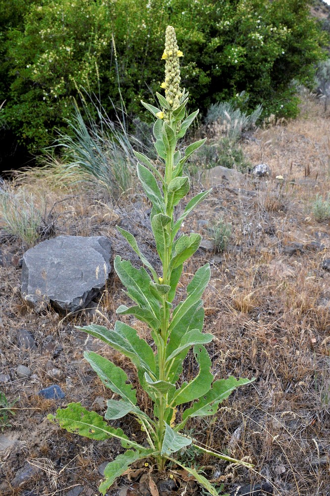 Common mullein