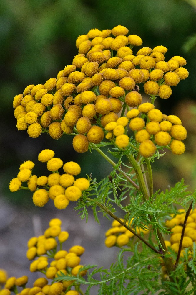 Common tansy