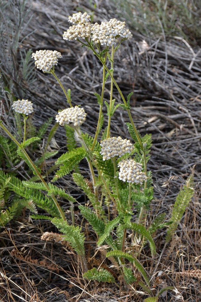 Common yarrow