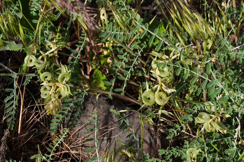 Curve-pod milk-vetch (2)