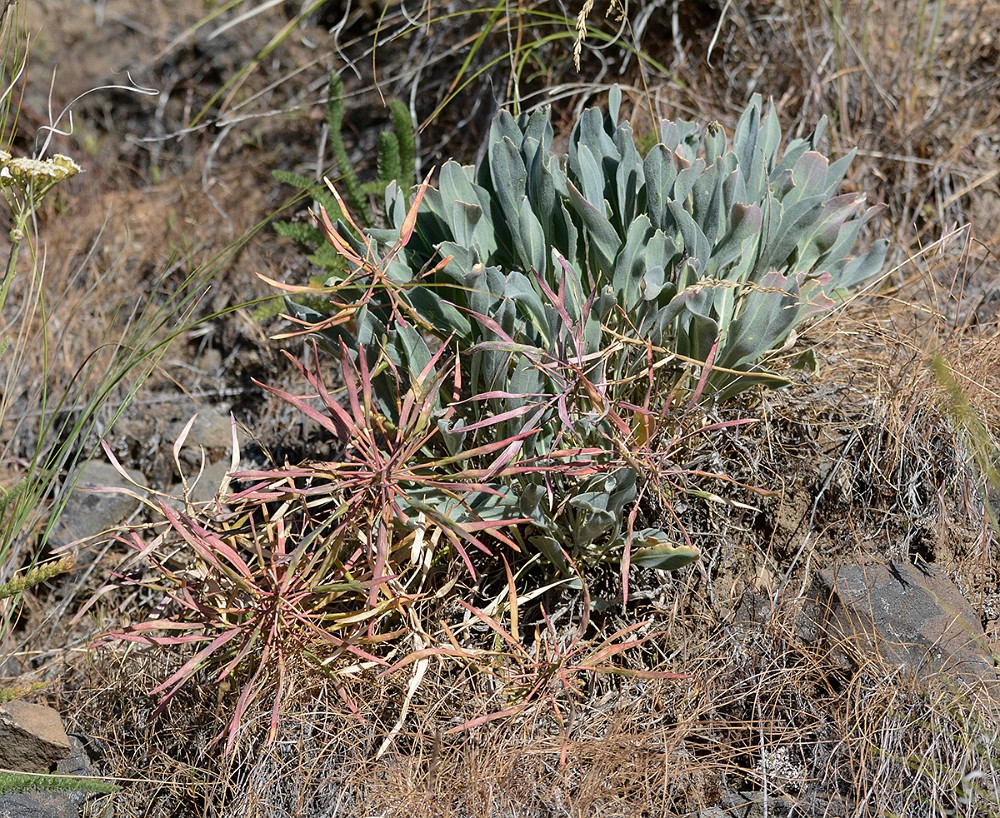 Daggerpod - Phoenicaulis cheiranthoides (2)