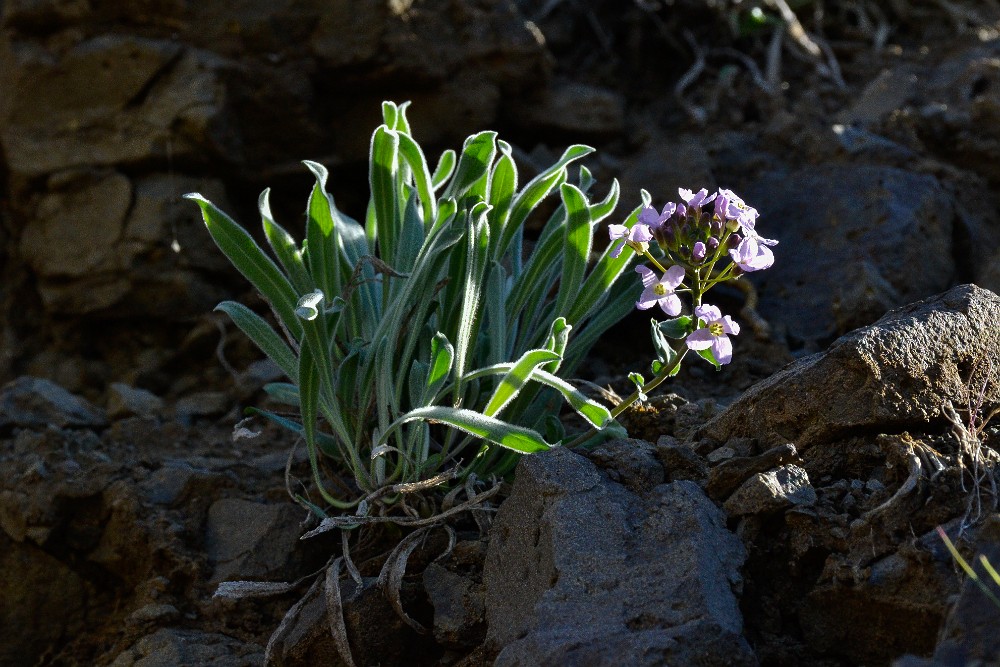 Daggerpod - Phoenicaulis cheiranthoides