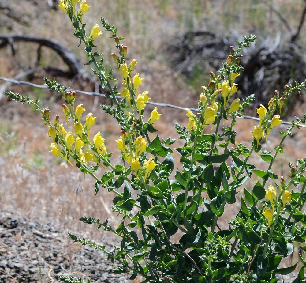 Dalmation toadflax - Linaria dalmatica (introduced)