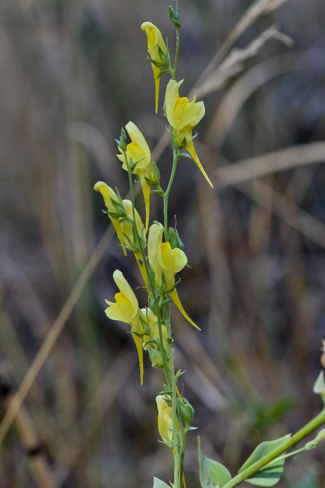 Dalmation toadflax