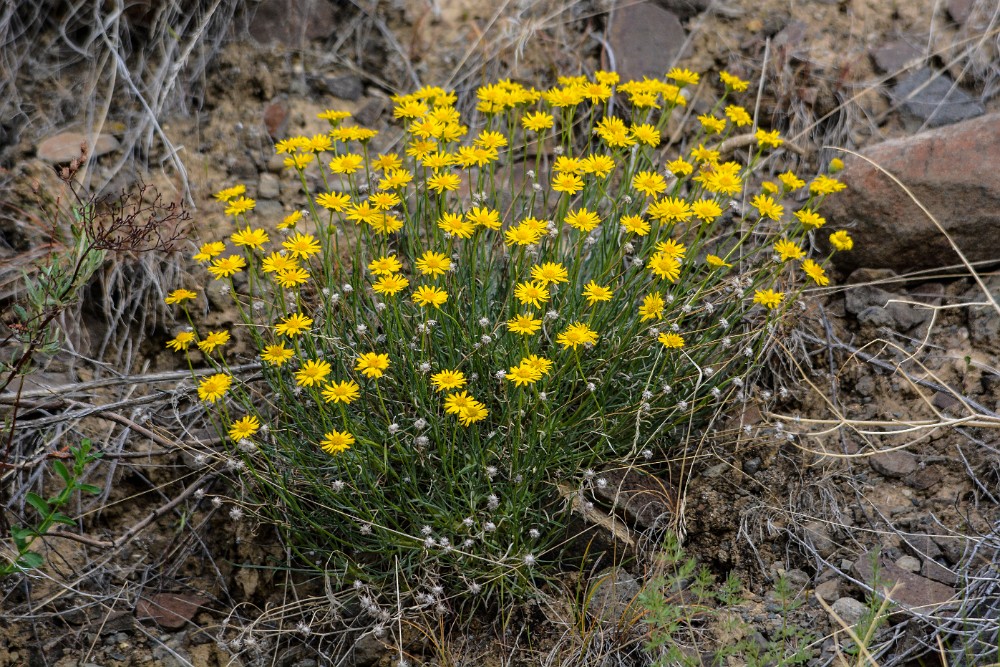 Desert yellow daisy