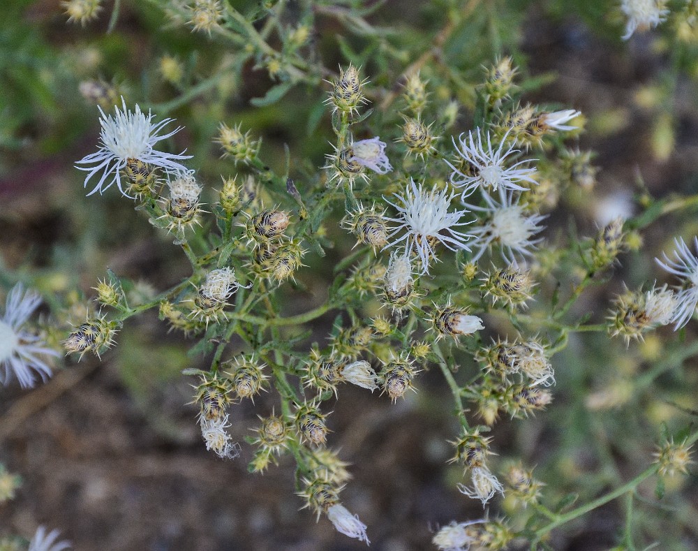 Diffuse knapweed - Centaurea diffusa