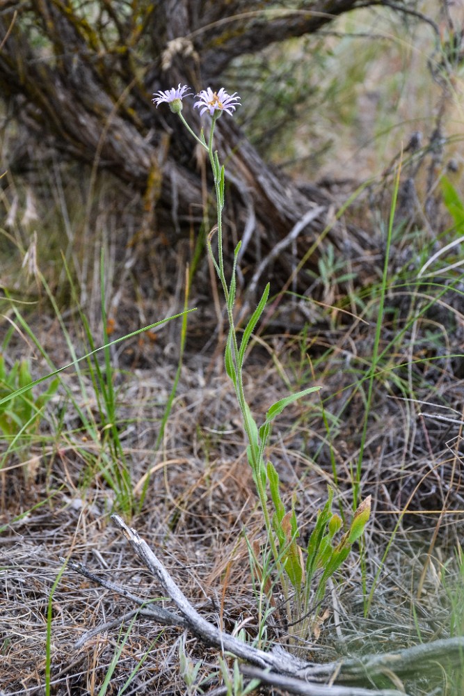 Douglas' aster - Symphyotrichum subspicatum (2)