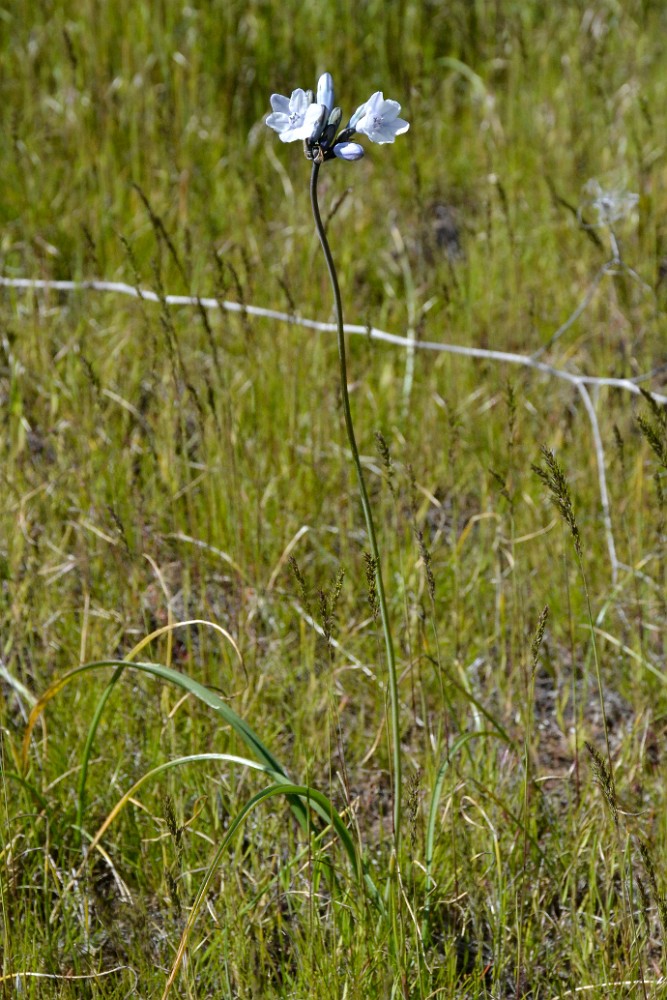 Douglas' brodiaea - Triteleia grandiflora