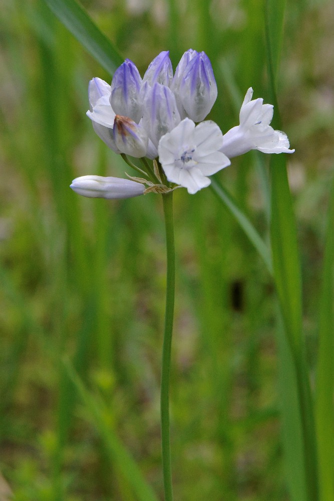 Douglas' brodiaea