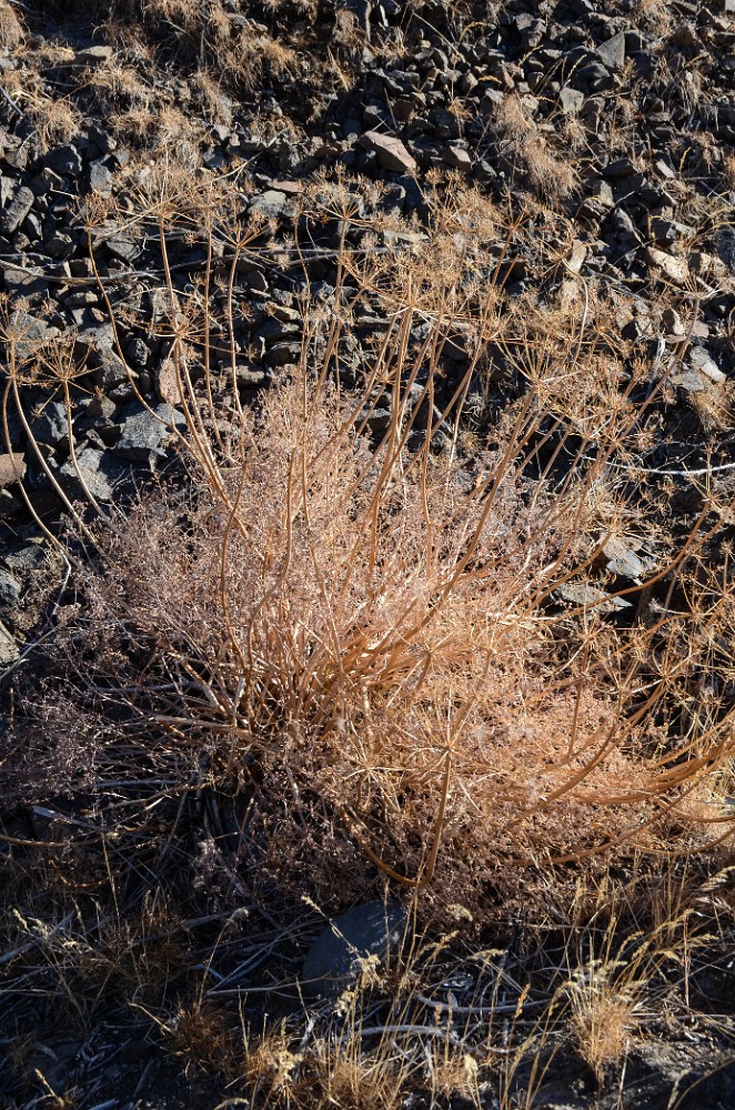 Fern-leaf biscuitroot - Lomatium dissectum (2)