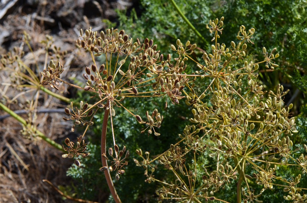 Fern-leaf biscuitroot - Lomatium dissectum