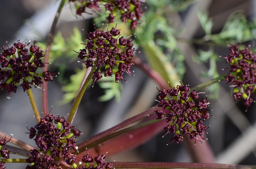 Fern-leaf biscuitroot - Lomatium dissectum1