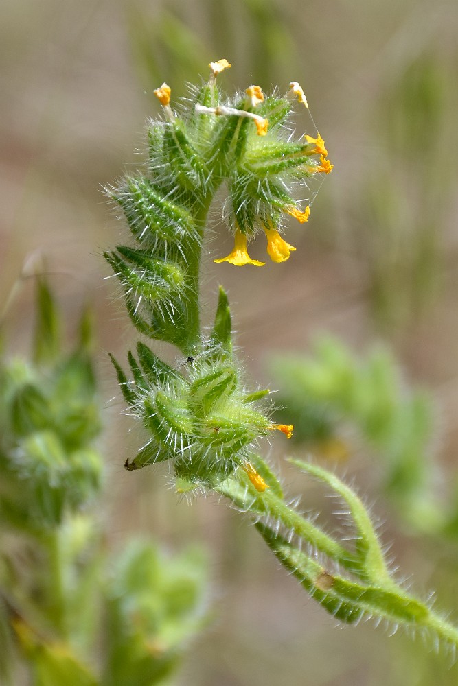 Fiddleneck - Amsinckia