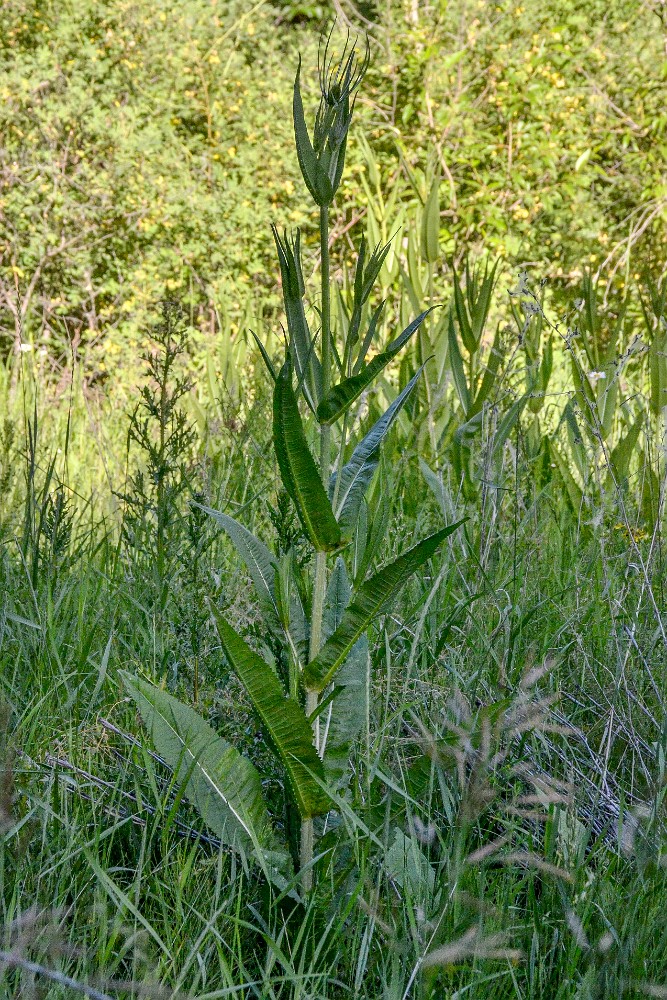 Fuller's-teasel (3)