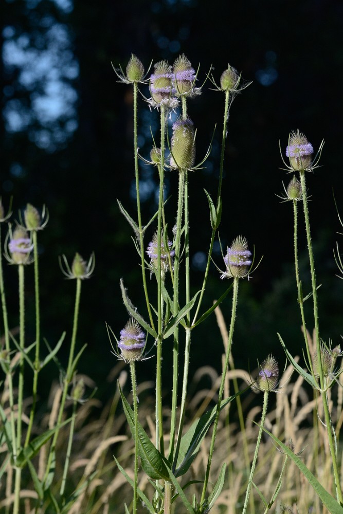 Fuller's-teasel (4)