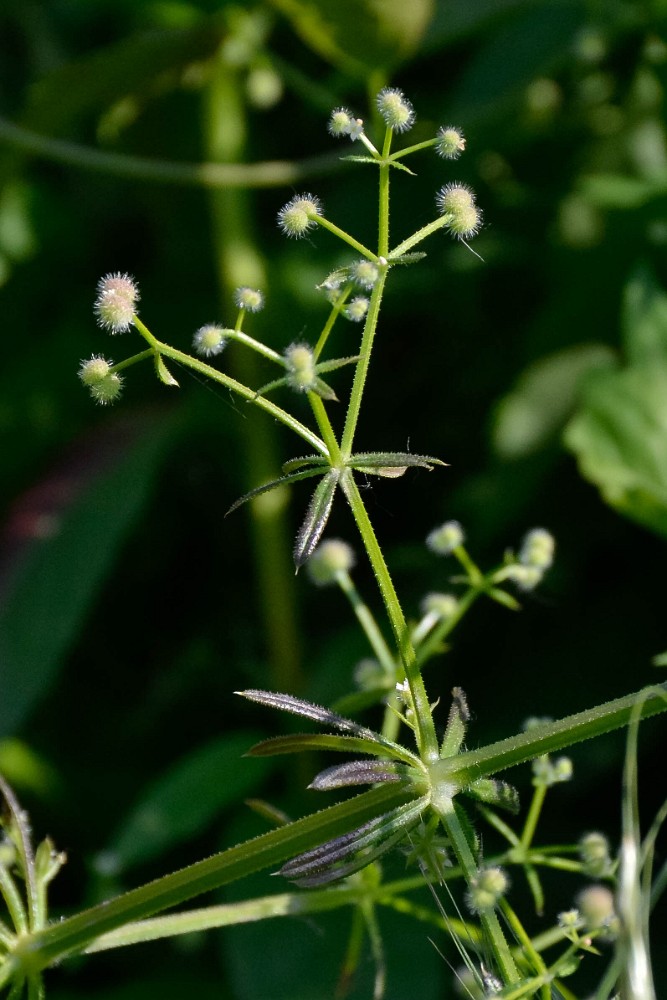 Galium