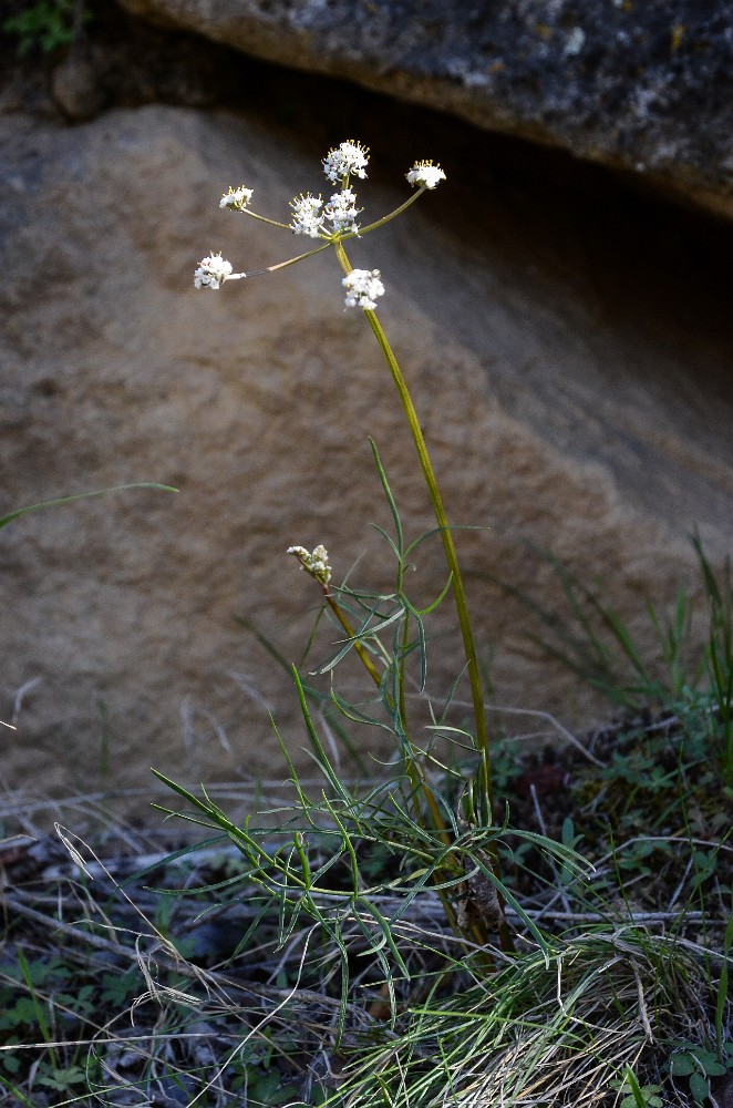 Geyer's desert-parsley - Lomatium geyeri (2)