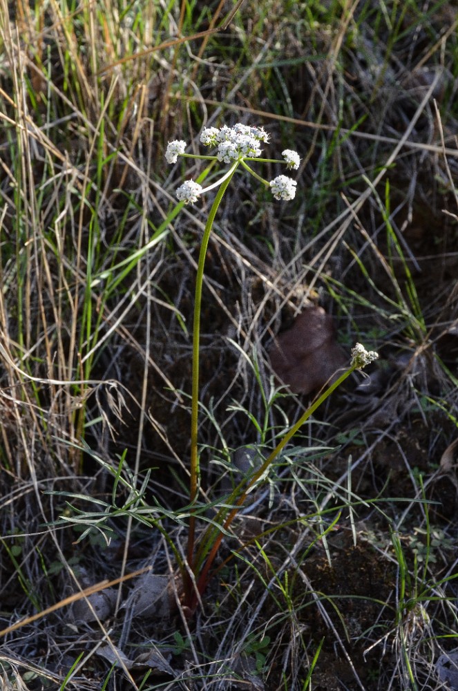 Geyer's desert-parsley - Lomatium geyeri (5)