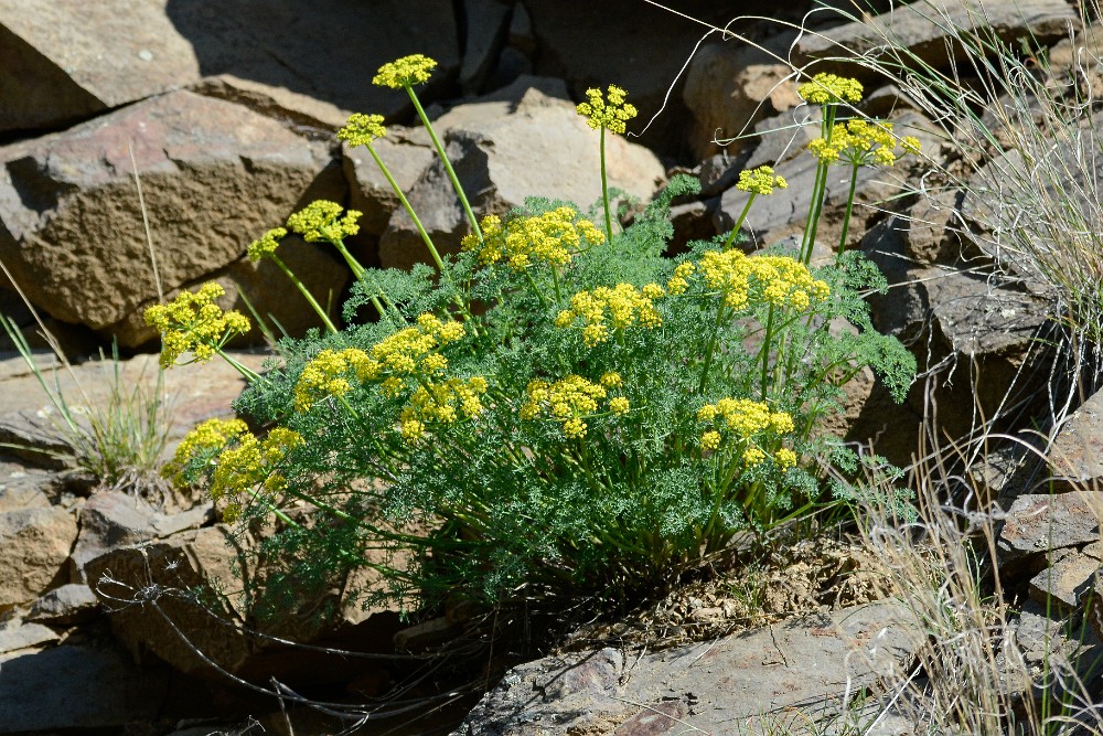 Gray's biscuitroot