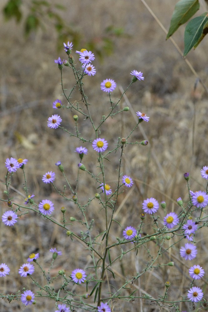 Hoary-aster