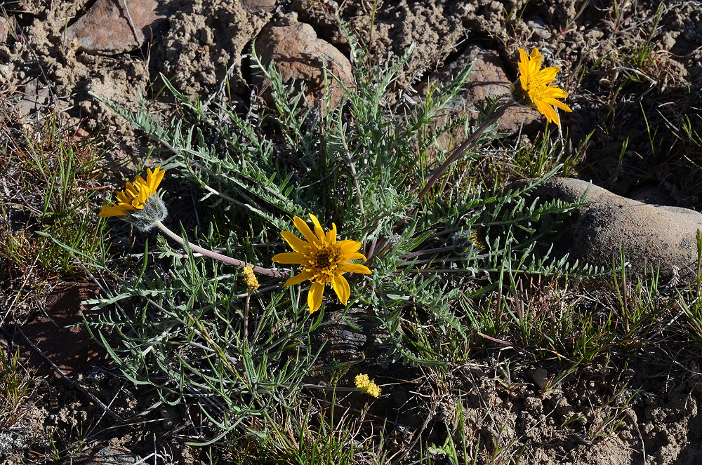 Hooker's-balsamroot 1