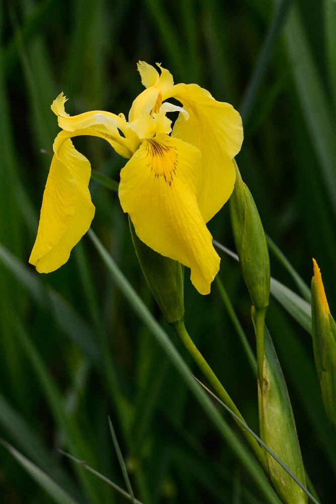 Iris