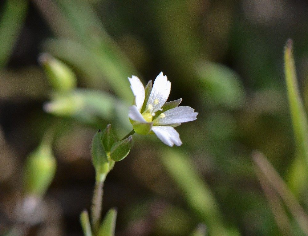 Jagged-chickweed - Holosteum umbellatum (introduced) (2)