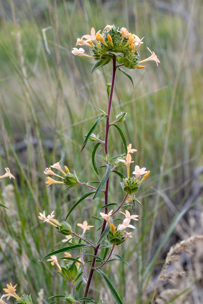 Large-flowered collomia