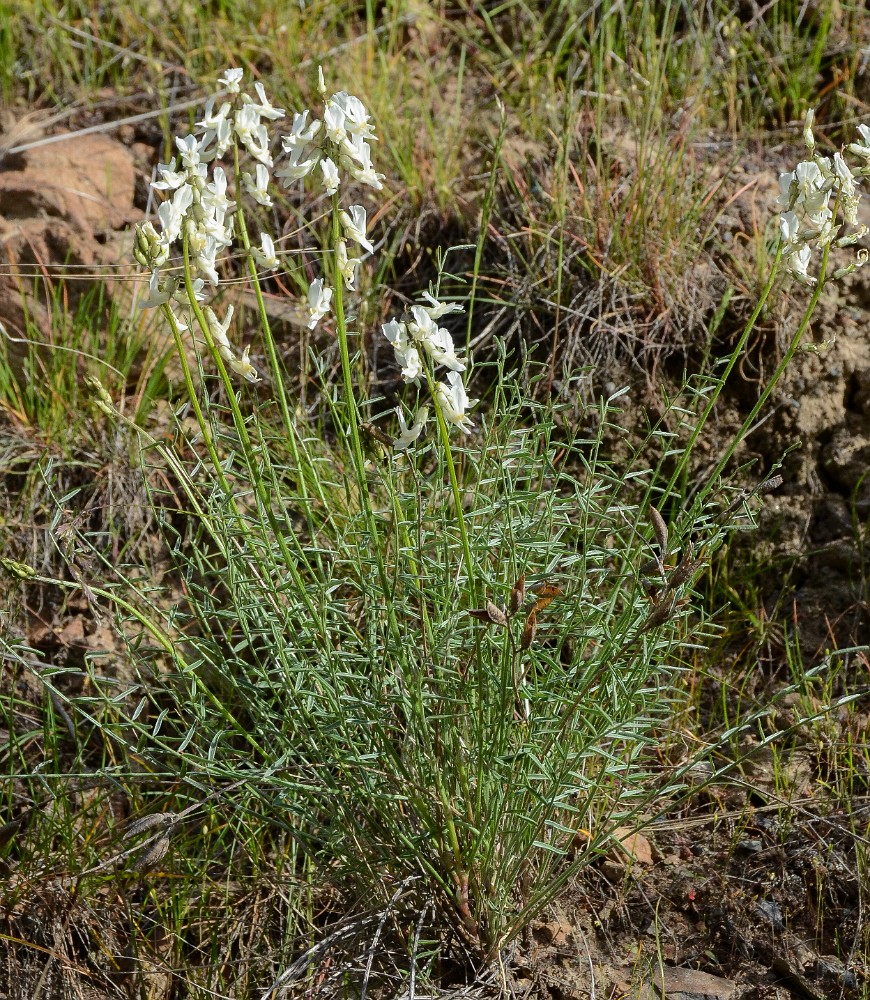 Leiberg's milk-vetch - Astragalus leibergii1