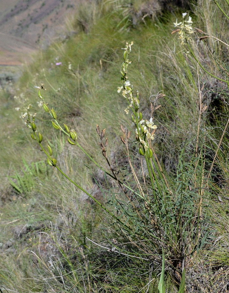 Leiberg's milk-vetch - Astragalus leibergii2