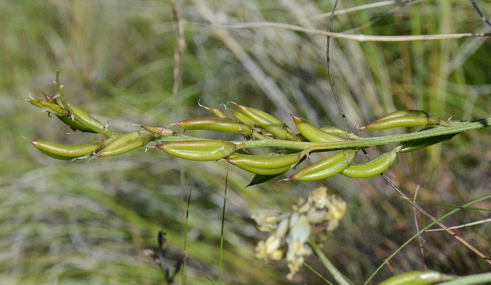 Leiberg's milk-vetch - Astragalus leibergii4