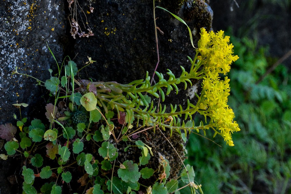 Leiberg's stonecrop - Sedum leibergii (1)