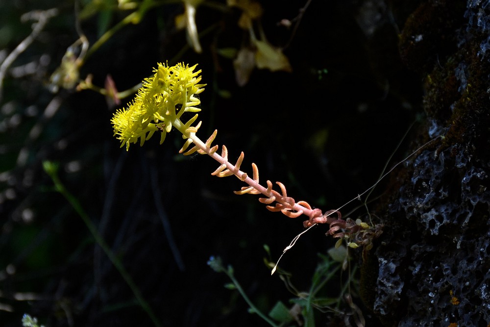 Leiberg's stonecrop - Sedum leibergii (1)a