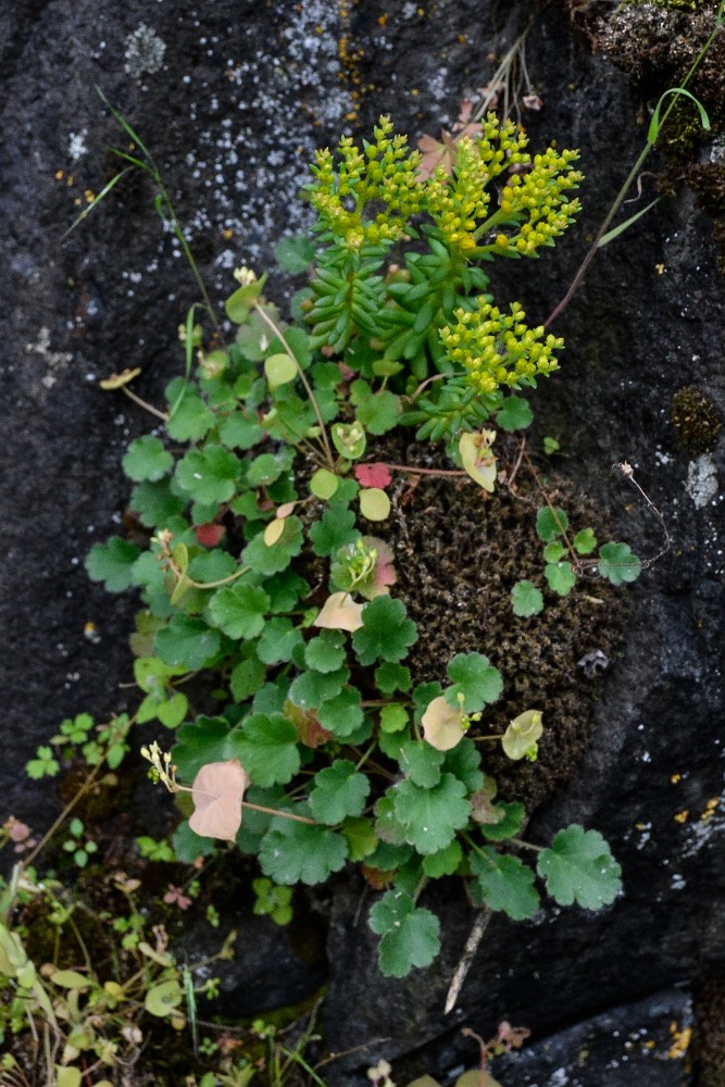 Leiberg's stonecrop - Sedum leibergii (2)