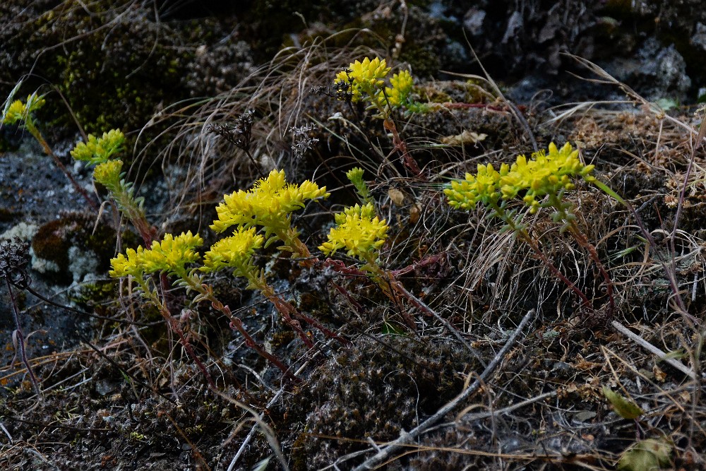 Leiberg's stonecrop - Sedum leibergii (4)