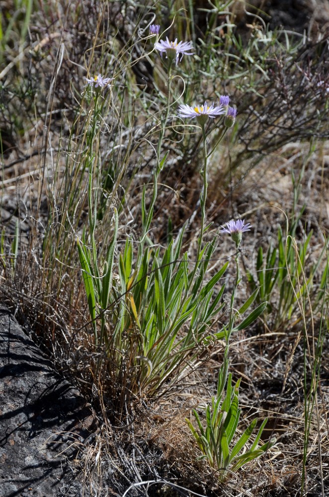 Longleaf fleabane - Erigeron corymbosus