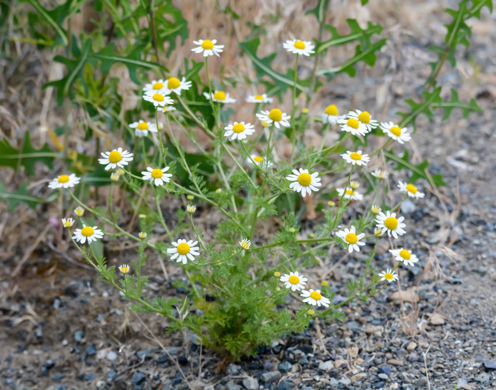 Mayweed chamomile - Anthemis cotula