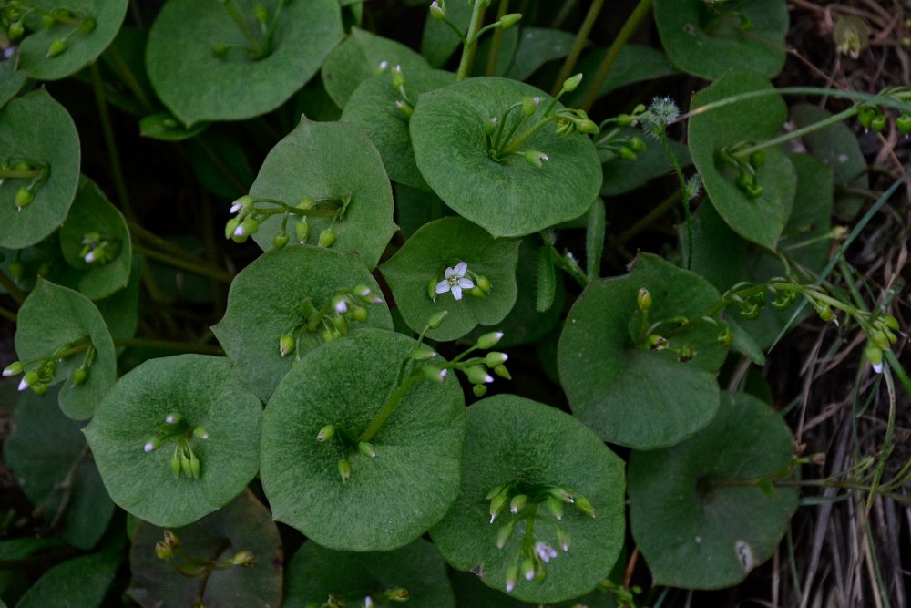 Miner's lettuce (2)