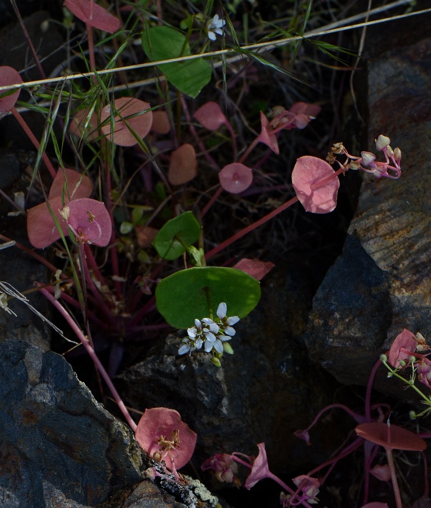 Miner's lettuce (4)