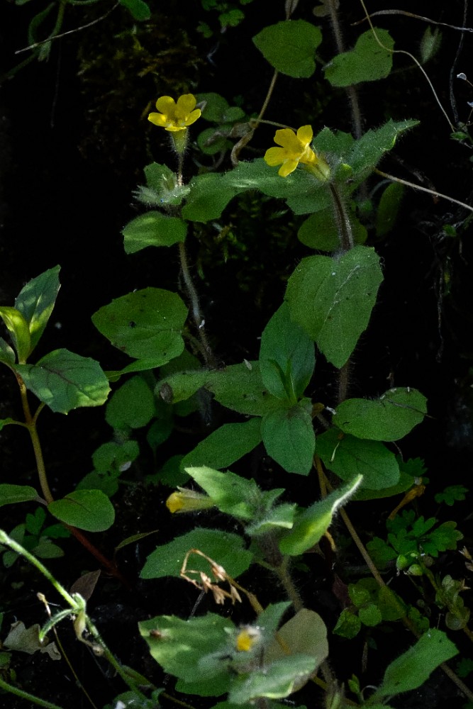 Monkey flower (2)